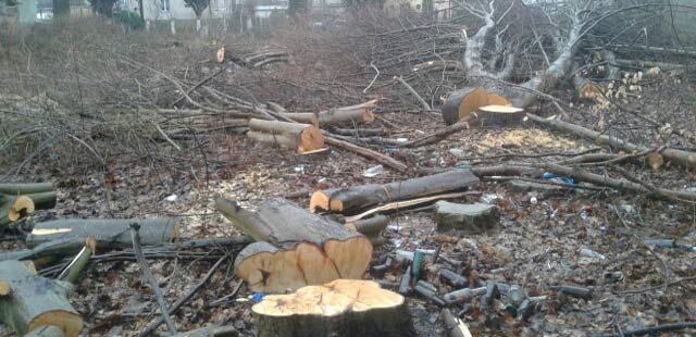 Wycięto kilkadziesiąt drzew - lex Szyszko?