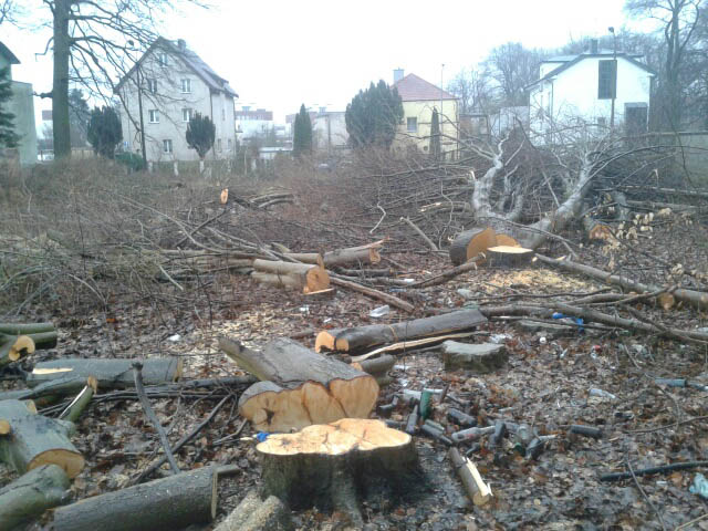Wycięto kilkadziesiąt drzew - lex Szyszko?