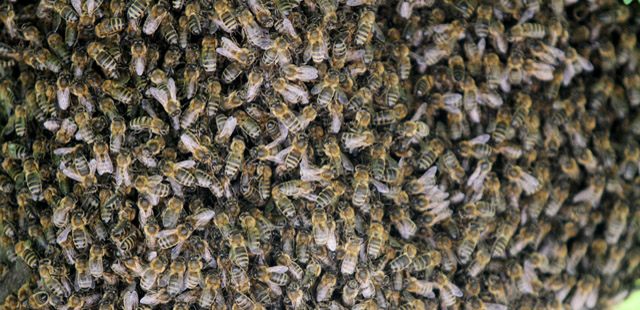 Agresywne pszczoły