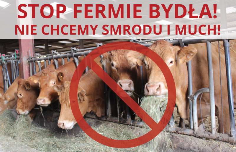 Mieszkańcy Czernina przeciwko farmie bydła